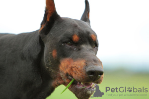 Photo №4. I will sell dobermann in the city of Omsk. private announcement, breeder - price - 5435$