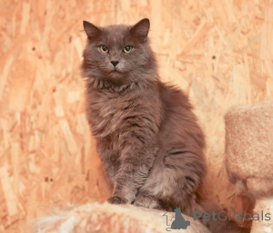 Photo №4. I will sell  in the city of Khimki. from the shelter - price - Is free