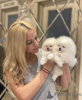 Photo №2 to announcement № 161042 for the sale of pomeranian - buy in Finland private announcement, breeder