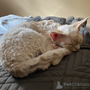 Photo №2 to announcement № 22755 for the sale of devon rex - buy in Poland breeder