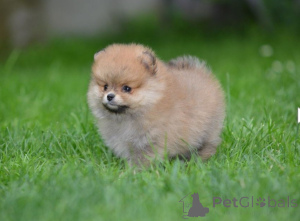 Photo №2 to announcement № 146107 for the sale of pomeranian - buy in Serbia private announcement