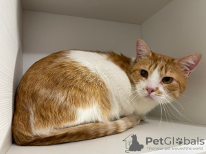 Additional photos: Charming red cat Bonechka is looking for a home and a loving family!