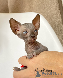 Additional photos: Kittens of the Canadian Sphynx