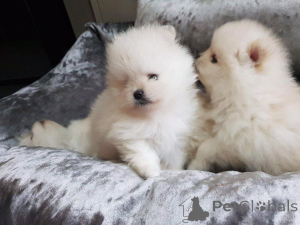 Photo №1. pomeranian - for sale in the city of Barcelona | 568$ | Announcement № 160417