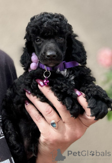 Photo №2 to announcement № 139128 for the sale of poodle (dwarf) - buy in Serbia 