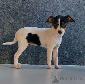 Photo №3. American Toy Fox Terrier. Poland