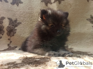 Photo №1. pomeranian - for sale in the city of Zaporizhia | negotiated | Announcement № 5719