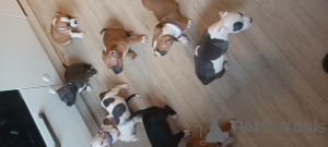 Photo №2 to announcement № 143405 for the sale of american staffordshire terrier - buy in Netherlands breeder