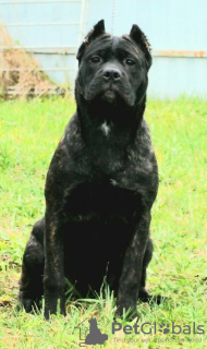 Photo №2 to announcement № 21388 for the sale of cane corso - buy in Russian Federation private announcement