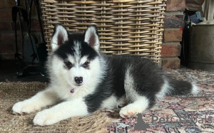 Photo №1. siberian husky - for sale in the city of The Settlement | negotiated | Announcement № 52224
