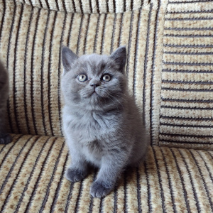 Photo №2 to announcement № 1870 for the sale of british longhair, british shorthair - buy in Belarus private announcement