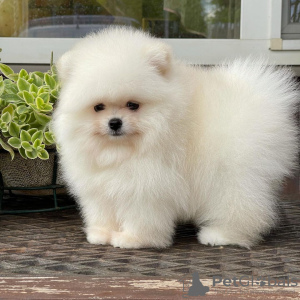 Additional photos: Pomeranian puppies for sale.