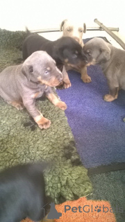 Photo №3. Dobermann Puppies. Denmark