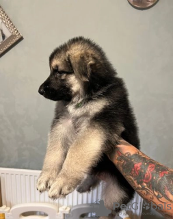 Additional photos: German Shepherd puppies