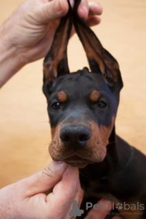 Photo №2 to announcement № 109593 for the sale of dobermann - buy in Serbia 