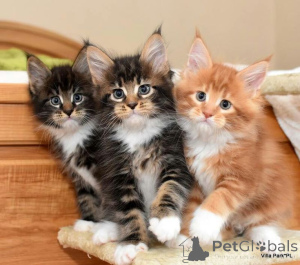 Photo №1. norwegian forest cat - for sale in the city of Aizlingen | 361$ | Announcement № 157351