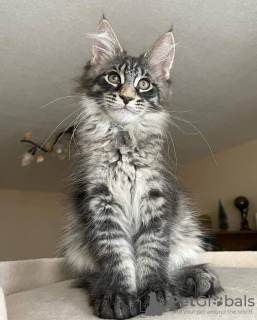 Photo №1. maine coon - for sale in the city of Берлингероде | negotiated | Announcement № 115755