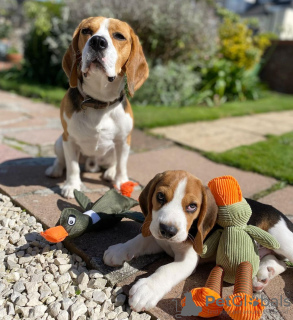 Photo №2 to announcement № 83104 for the sale of beagle - buy in Germany breeder