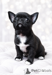 Photo №1. chihuahua - for sale in the city of Dnipro | 619$ | Announcement № 176858