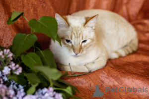 Photo №3. A gentle and beautiful cat Benya as a gift. Belarus