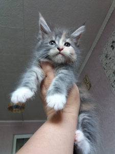 Photo №1. maine coon - for sale in the city of Blagoveshchensk | negotiated | Announcement № 3061
