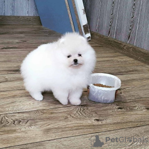 Photo №1. pomeranian - for sale in the city of Гамбург | 380$ | Announcement № 121534