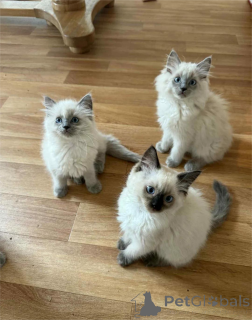 Photo №1. ragdoll - for sale in the city of Bremen | 329$ | Announcement № 153372