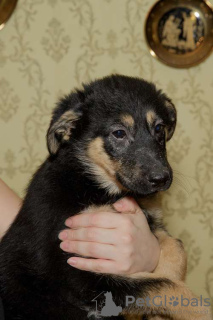 Additional photos: Puppy Lara is looking for a family