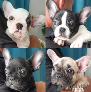 Photo №1. french bulldog - for sale in the city of Texas City | negotiated | Announcement № 95878