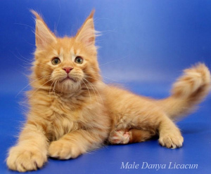 Photo №1. maine coon - for sale in the city of Москва | 469$ | Announcement № 2224