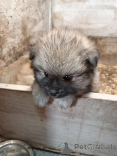 Photo №3. Pomeranian Spitz puppies. Serbia