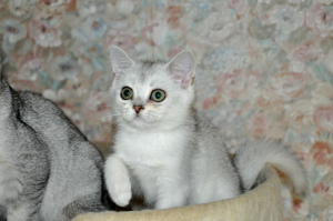 Additional photos: Scottish Straight kittens