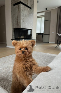 Photo №2 to announcement № 157433 for the sale of poodle (toy) - buy in United Kingdom private announcement