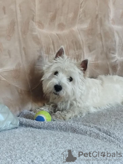 Additional photos: Westie terrier male