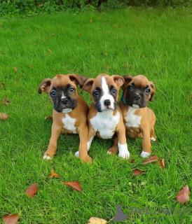 Photo №1. boxer - for sale in the city of Hamburg | 310$ | Announcement № 154995