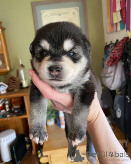 Photo №1. alaskan klee kai - for sale in the city of Пекин | negotiated | Announcement № 83990
