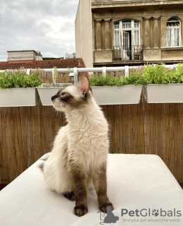 Additional photos: Siamese cat