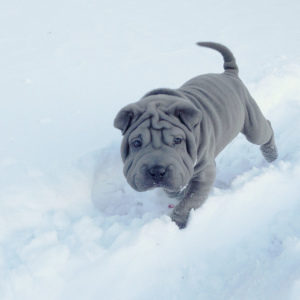Photo №1. shar pei - for sale in the city of Karaganda | 1100$ | Announcement № 384
