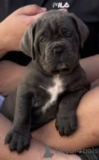 Photo №1. cane corso - for sale in the city of Paris | 1239$ | Announcement № 166743