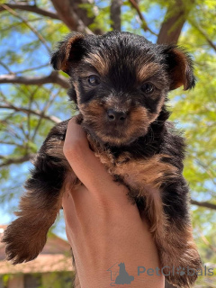 Photo №3. Adorable Yorkshire Terrier puppies with sweet, playful personalities. New Zealand