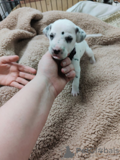 Additional photos: Stunning Dalmatian Puppies black or liver spots