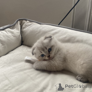 Photo №3. Kittens for sale. Germany