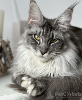 Photo №3. Maine coon kittens. United States