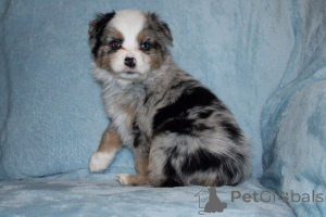 Photo №1. australian shepherd - for sale in the city of Hammelburg | 847$ | Announcement № 150659