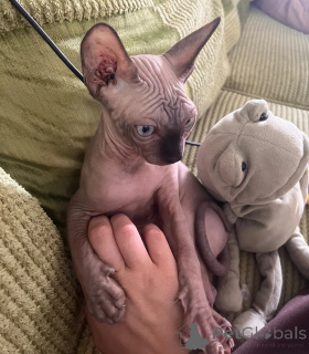 Photo №1. sphynx cat - for sale in the city of Erkner | 361$ | Announcement № 174783