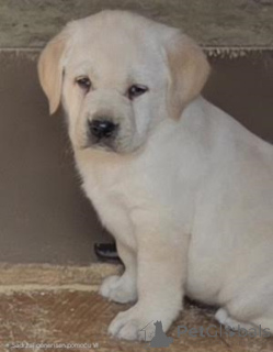 Photo №2 to announcement № 160347 for the sale of labrador retriever - buy in Serbia breeder