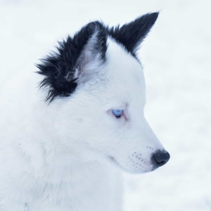 Additional photos: Yakut husky puppy