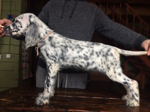 Photo №1. english setter - for sale in the city of St. Petersburg | 520$ | Announcement № 1272