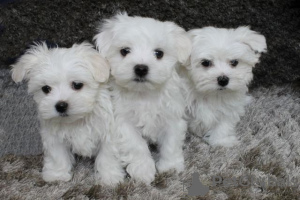 Photo №1. maltese dog - for sale in the city of Bucharest | 317$ | Announcement № 70069