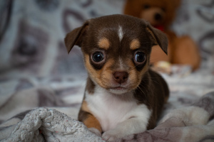 Photo №3. Puppy Girl Chihuahua Kennel. Belarus